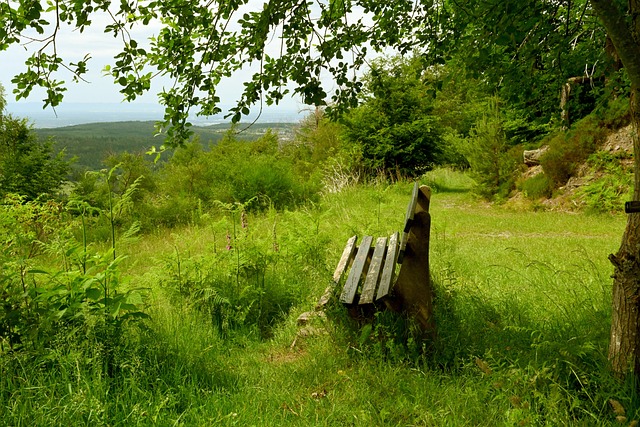 張琳芃的現 張琳芃的現