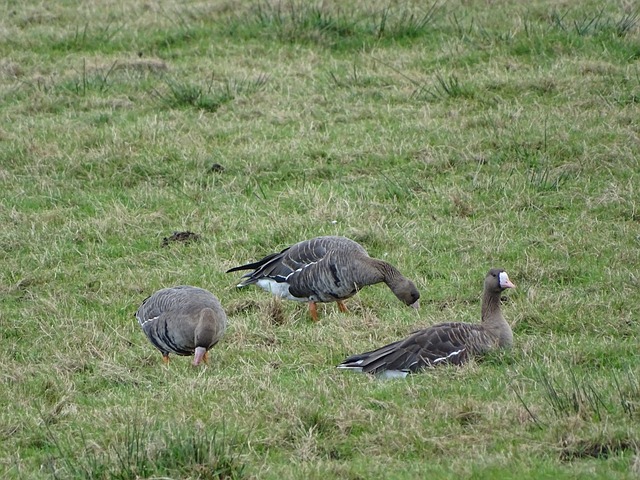有多次觅得 有多次觅得